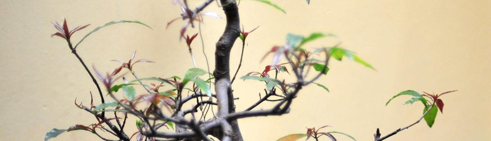 Mariano Lucero Fotografia